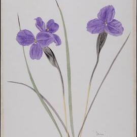 "Irises" - Patersonia sericea