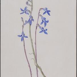 "Tall Lobelia" - Lobelia Gibbosa