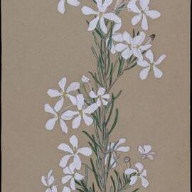 "Wedding bush" - Ricinocarpus pimifolius