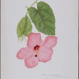 Hibiscus skodopetalus, North Queensland "Abelmoschus Moschatus"