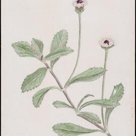 "Phyla Nodiflora"
