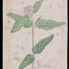 "Ruellia" - Ruellia Australis