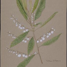 "Blueberry Ash" - Elaeocarpus Reticulatus