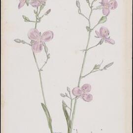 "Lawn lily" - Aneilema gramineum