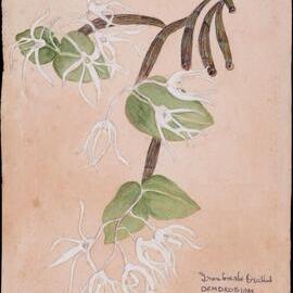 "Ironbark Orchid" - Dendrobium aemulum