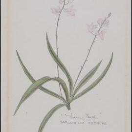 "Fairy Beds" - Sarcochilus Ceciliae