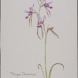 "Purple Doubletails" - Diuris Punctata