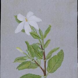 Gardenia ochreata - Laura