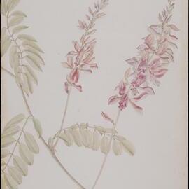 "Clear Mountain Indigo Flower" - Indigofera pratensis