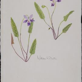 Spear-leaf Violets, Caloundra