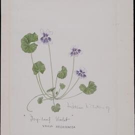 "Ivy-leaf Violet" - Viola Hederacea