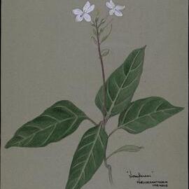 "Loveflowers" - Pseuderanthemum Variabile