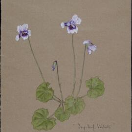"Ivy-leaf Violets" - Viola Hederacea