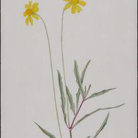 Spilantres Grandiflora