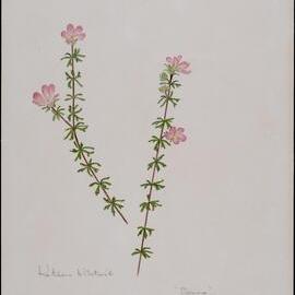 "Bauera" - Bauera capitata
