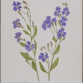 "Dampiera" - Dampiera stricta