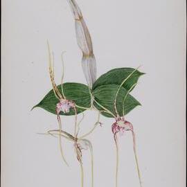 North Queensland Spider Orchid - Dendrobium sp.