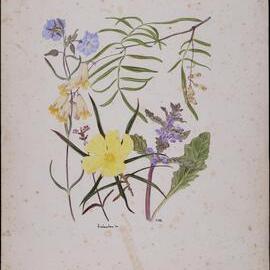 Untitled - Wildflowers, Herberton Qld
