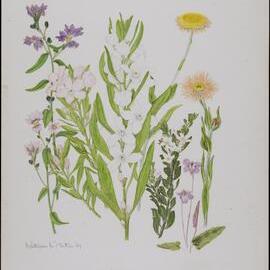 Untitled - Wildflowers