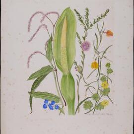 Untitled - Wildflowers