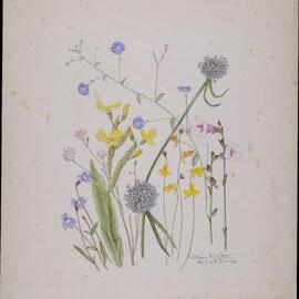 Untitled - mixed wildflowers, Mt Croll