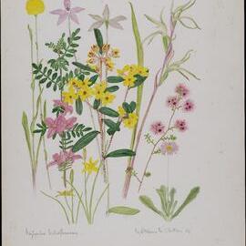 "Wyberba Wildflowers"