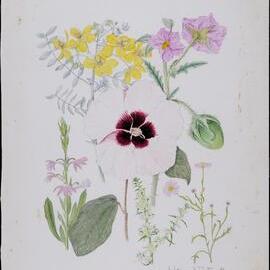 Untitled - includes: Cassia Pruinosa, Gossypium Australe, Solanum ellipticum, Salsola Kali (prickly), Scaevola deu sevestita, Brachycome ciliaris var lanuginosa (daisy)