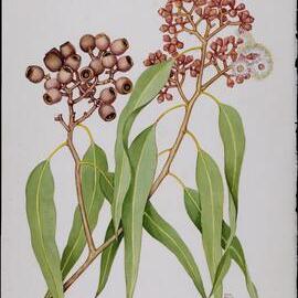 "Fan-leafed Bloodwood" - Euc. Foelscheana (Stan Kelly)