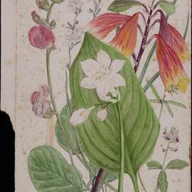 Untitled - mixed flowers and leaves