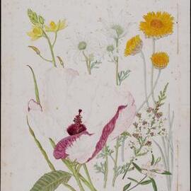 Untitled - mixed wildflowers