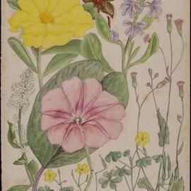 Untitled - mixed wildflowers