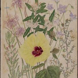Untitled - mixed wildflowers