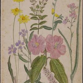 Untitled - mixed wildflowers