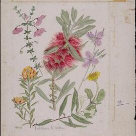 Untitled - mixed wildflowers