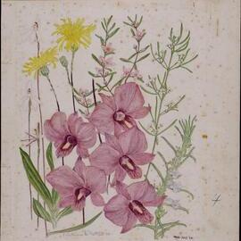 Untitled - mixed wildflowers