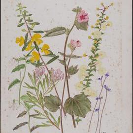 Untitled - mixed wildflowers
