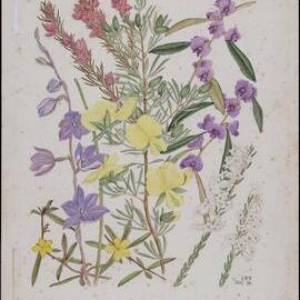 Untitled - mixed wildflowers