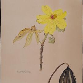 "Cotton or Kapok Tree" - Cochlospermum Gillivraei