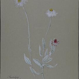 "Everlastings" - Herberton