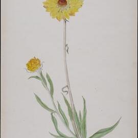 "Golden Everlastings" - Helichrysum sp.
