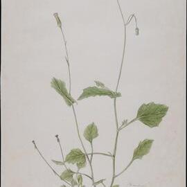"Emilia" - Emilia Sonchifolia