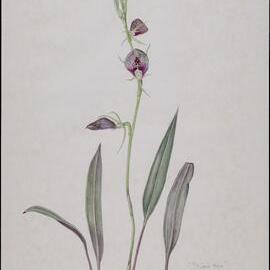 "Striped Hood" - Cryptostylis Erecta