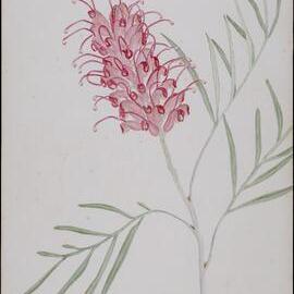 "Grevillea Banksii" - Bank's Grevillea