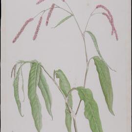 "Smart Weed" - Polygonum Lapathifolium