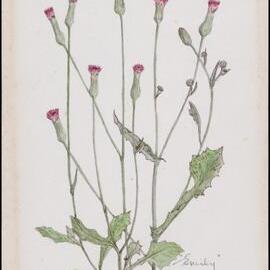 "Emily" - Emilia Sonchifolia