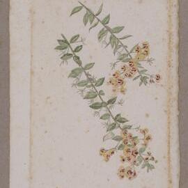Untitled - wildflowers