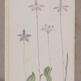 Purple Glossodia Minor