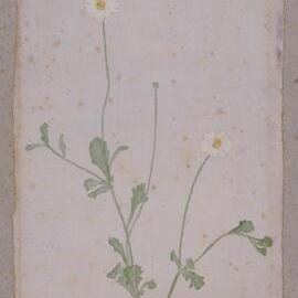 White daisy - Brachyscome ciliaris
