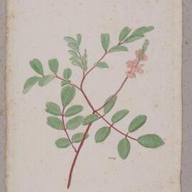 Indigo Flower - Indigofera australis