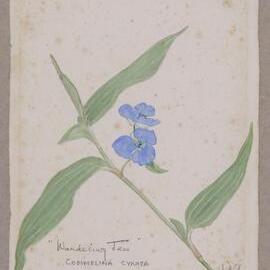 "Wandering Jew" - Commelina cyanea